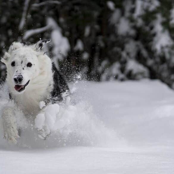 Paw Care in Winter