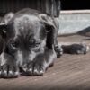 Understanding Pet Insurance