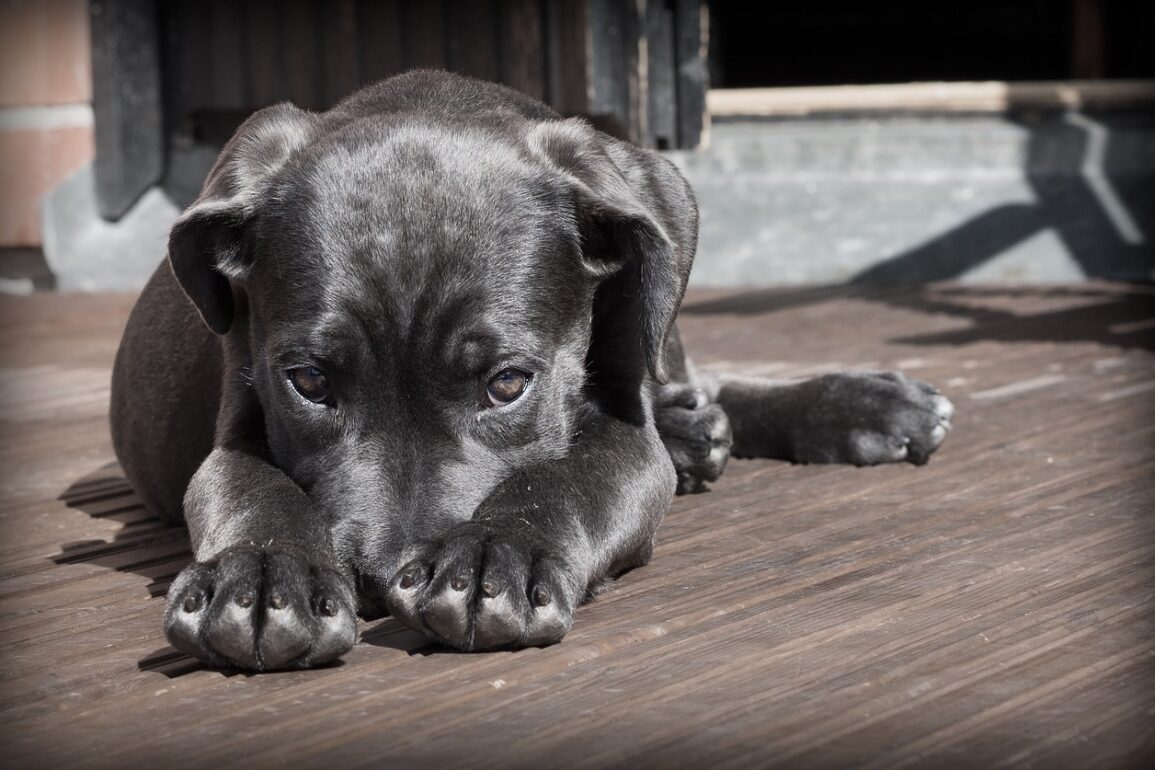 Understanding Pet Insurance