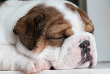 Can Dogs Get the Flu?