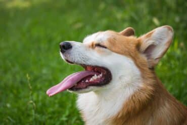 Your Dog's Mouth