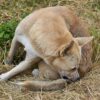 What Is Simparica Trio for Dogs? Risks and Benefits