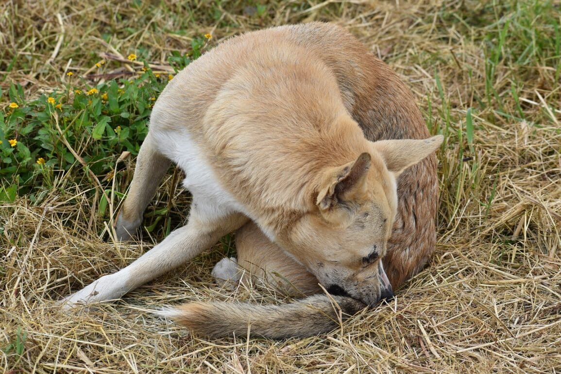 What Is Simparica Trio for Dogs? Risks and Benefits