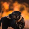 can dogs eat a dead animal