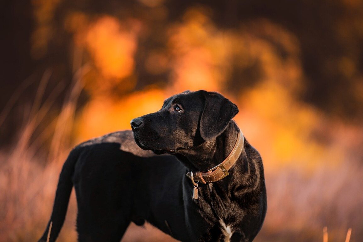 can dogs eat a dead animal