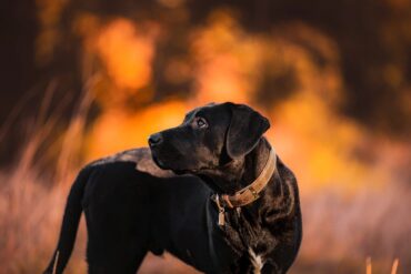 can dogs eat a dead animal