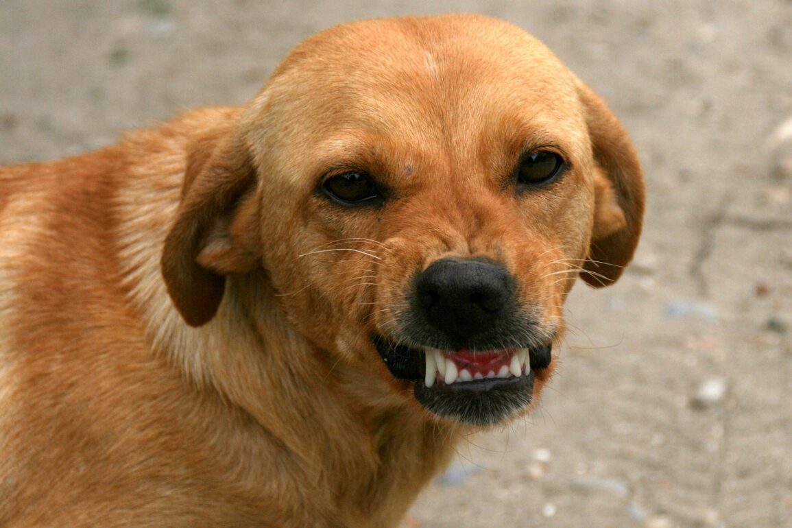 dog teeth-baring