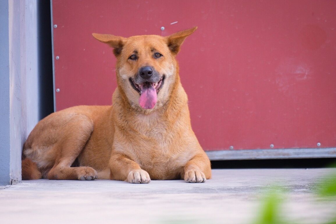 Shiba Inu Dog