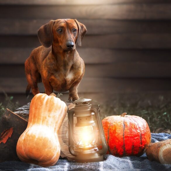 weiner dog sitting in front of pumpkins