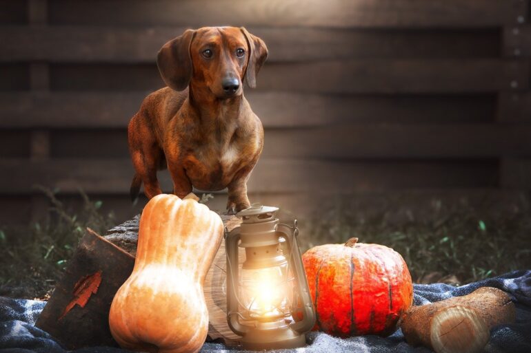 weiner dog sitting in front of pumpkins