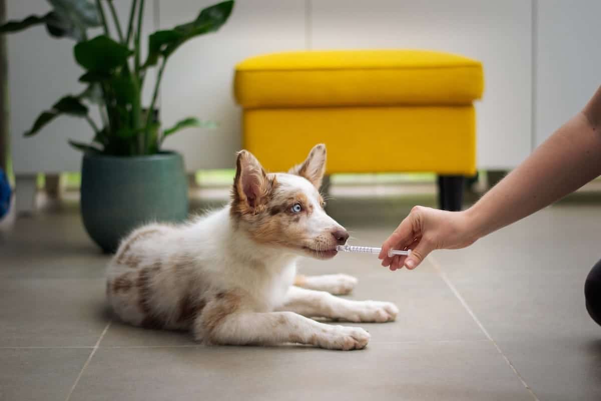 dog at vet