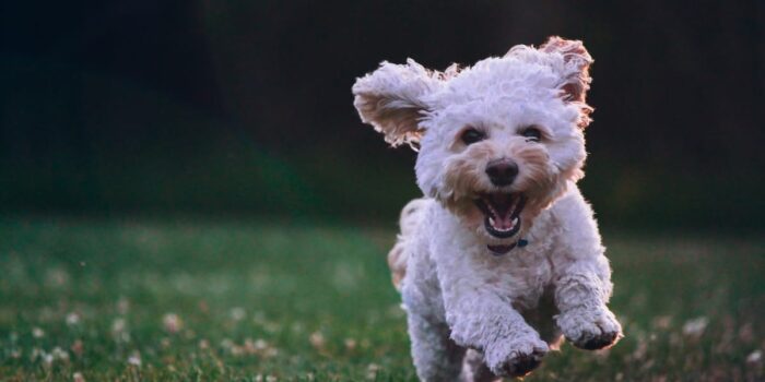 dog enrichment running outside on grass
