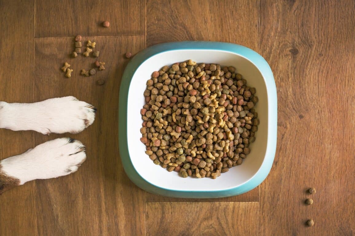 Common-Dog-Food-Storage-Mistakes