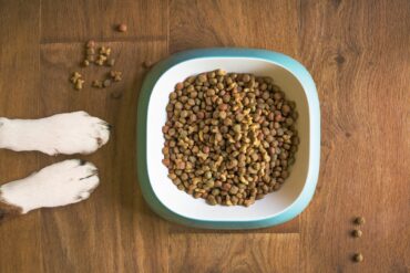 Common-Dog-Food-Storage-Mistakes