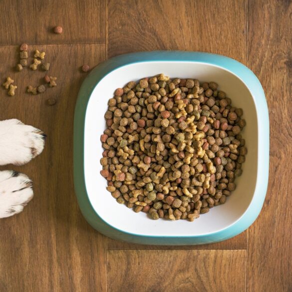 Bowl of dog kibble
