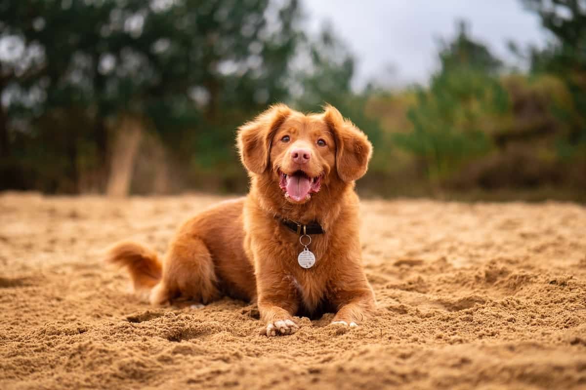 dog friendly north shore