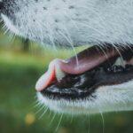 dog toothpaste diy