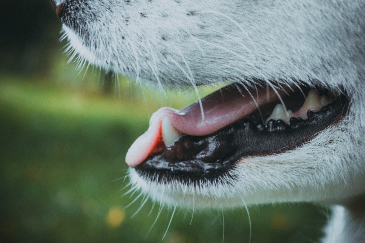 dog toothpaste diy