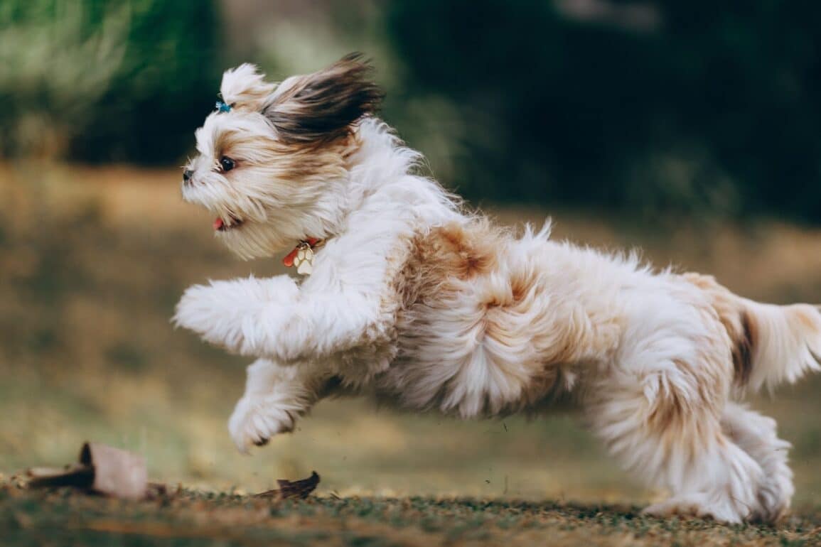 dog running