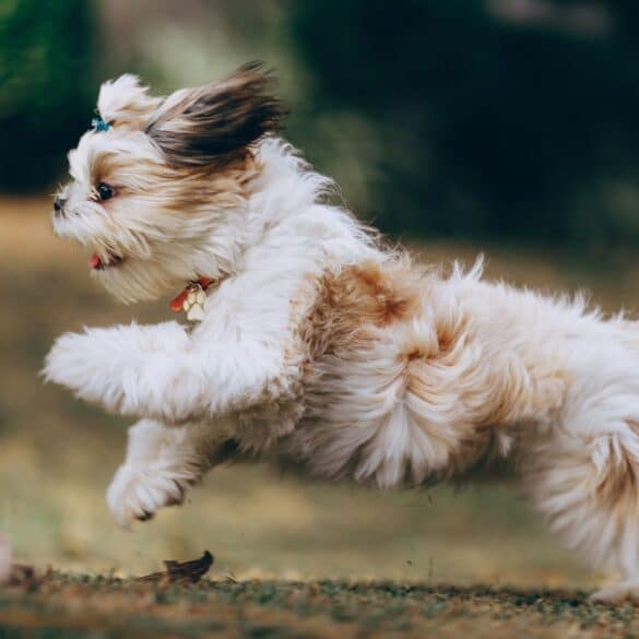 dog running