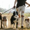 Rover or Wag? Best App for Dog Owners