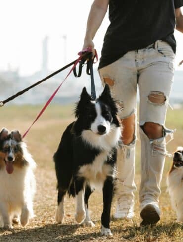 Rover or Wag? Best App for Dog Owners