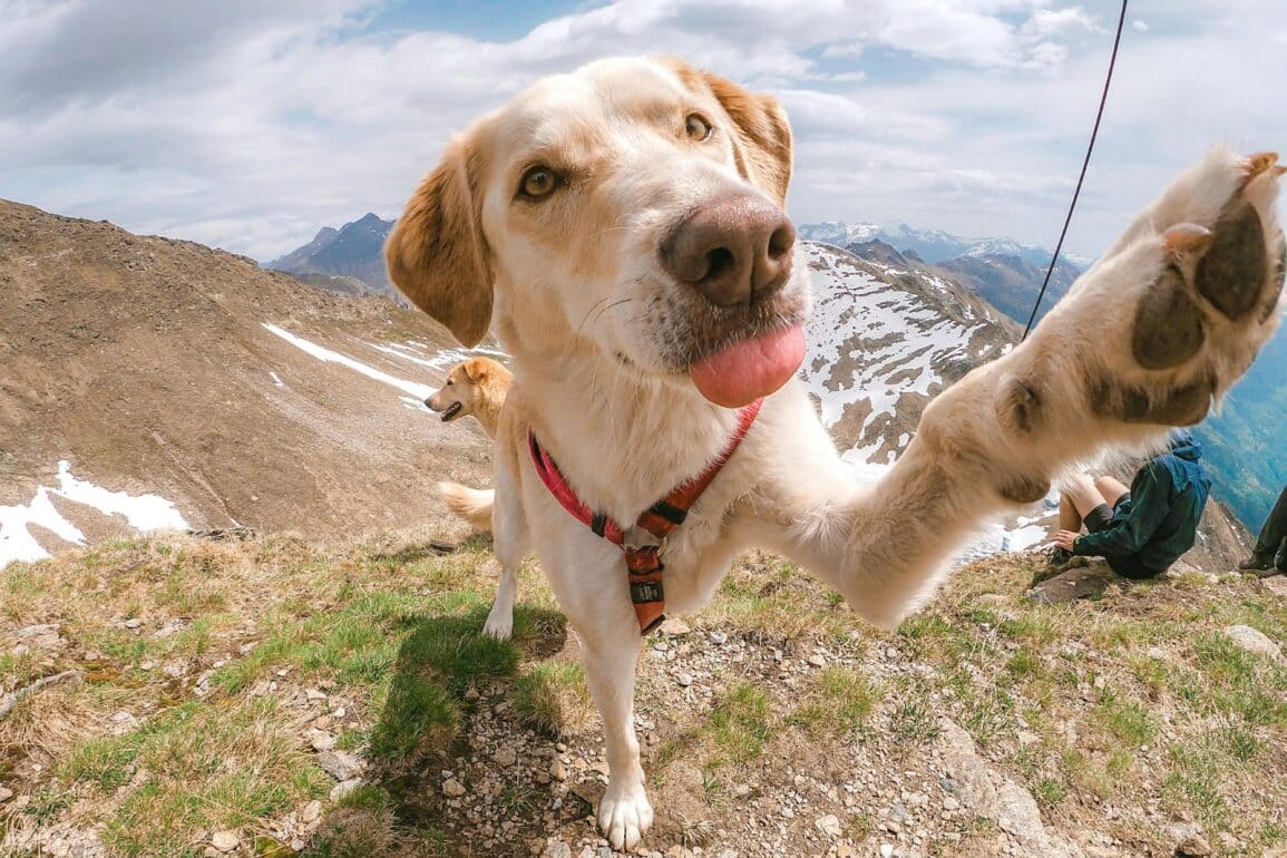 Is Your Dog Right or Left-Pawed?