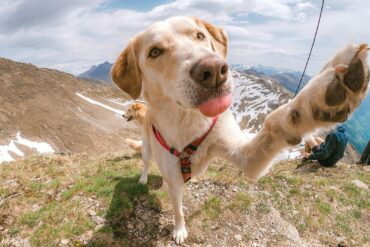 Is Your Dog Right or Left-Pawed?