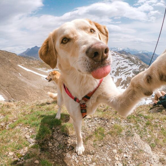 Is Your Dog Right or Left-Pawed?