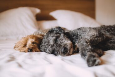 do dogs have nightmare