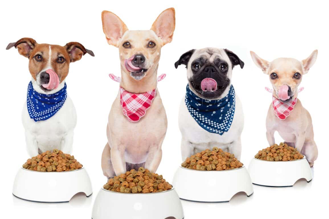 dogs sitting in front of their food bowl
