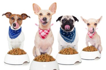 dogs sitting in front of their food bowl
