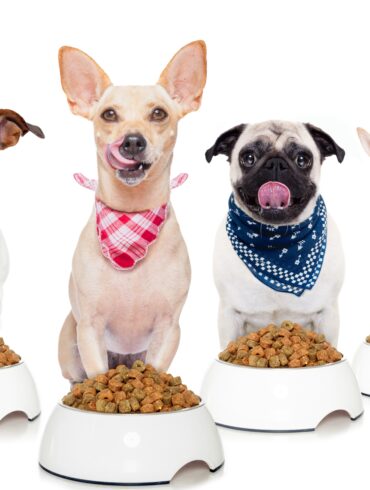 dogs sitting in front of their food bowl