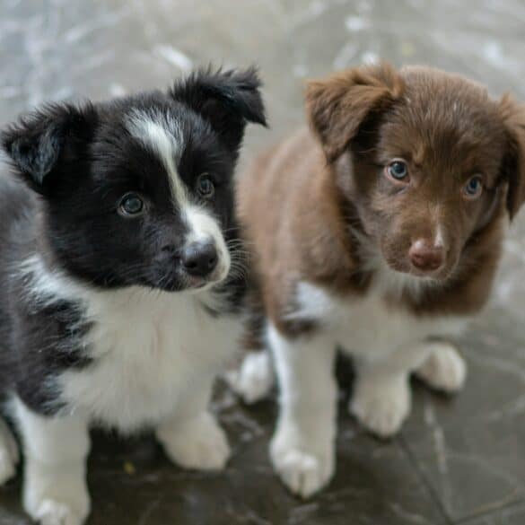 two puppies