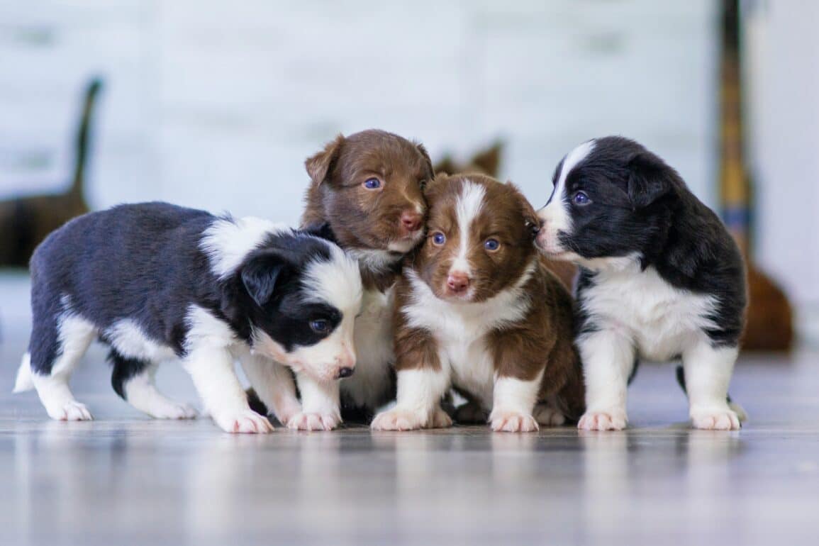 Four puppies next to one another