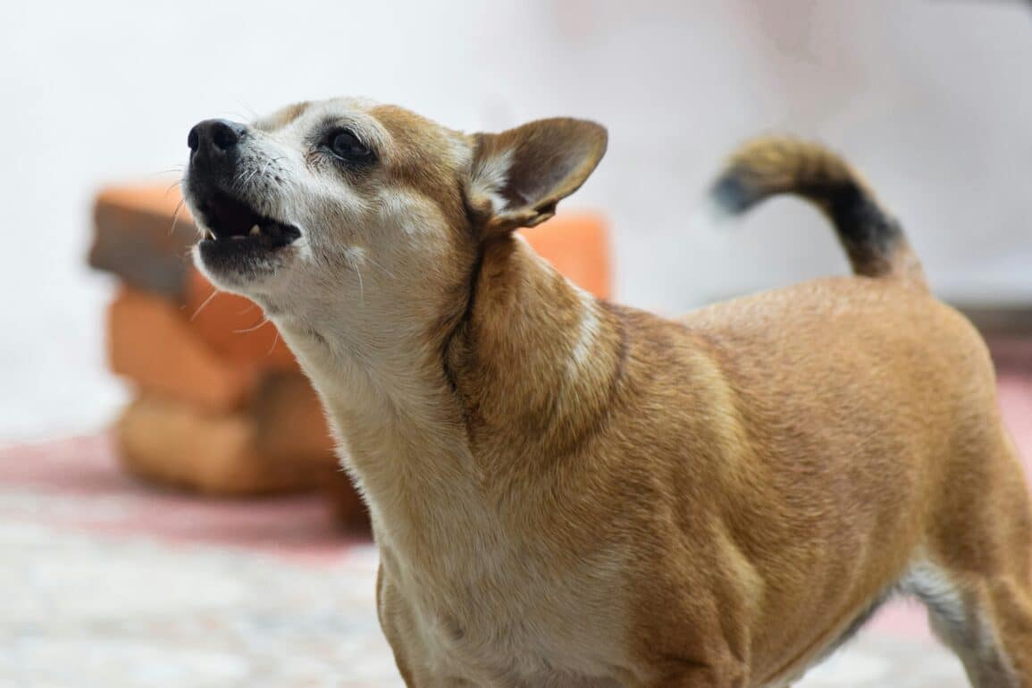 dog barking