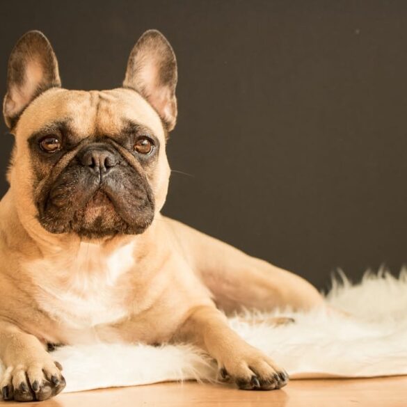 french bulldog
