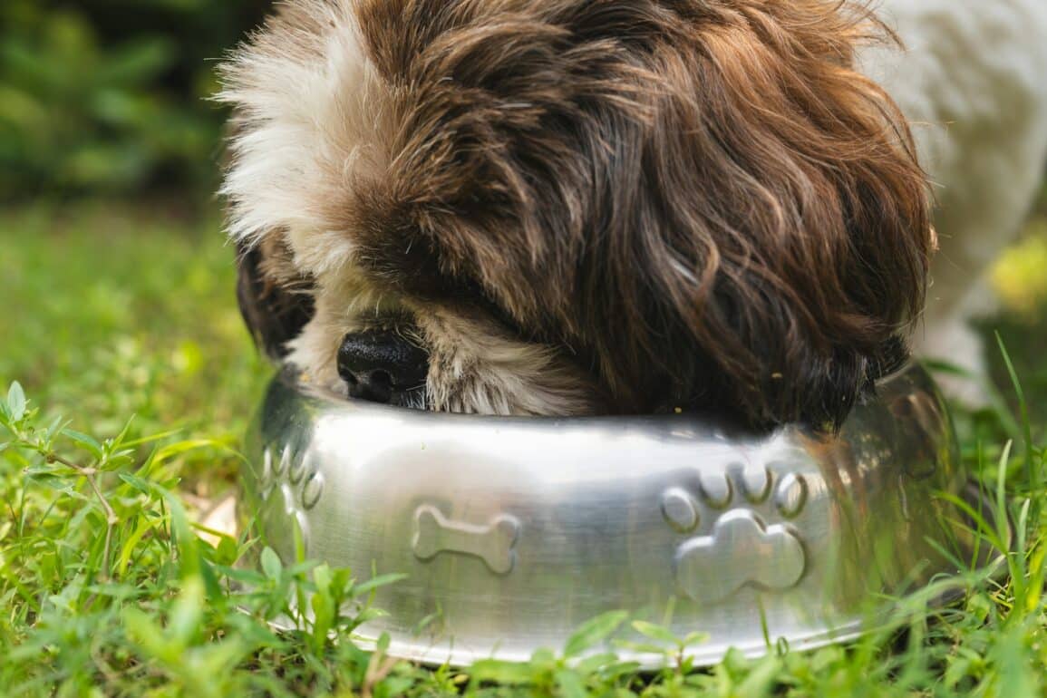 dog eating vet approved treats out of metal bowl