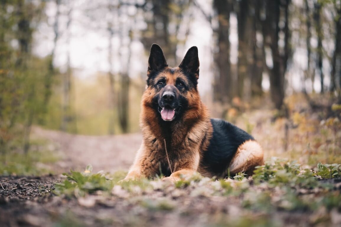 german shepherd