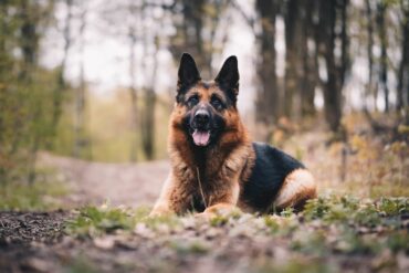 german shepherd