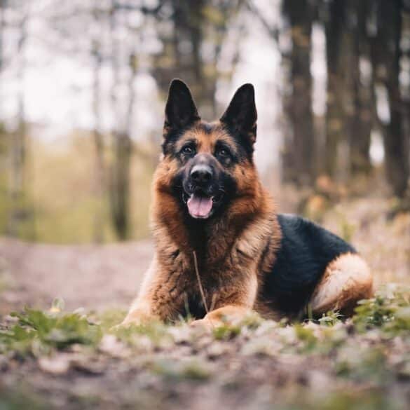 german shepherd