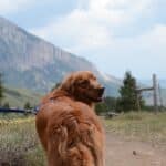 golden retriever hiking beautiful mountain