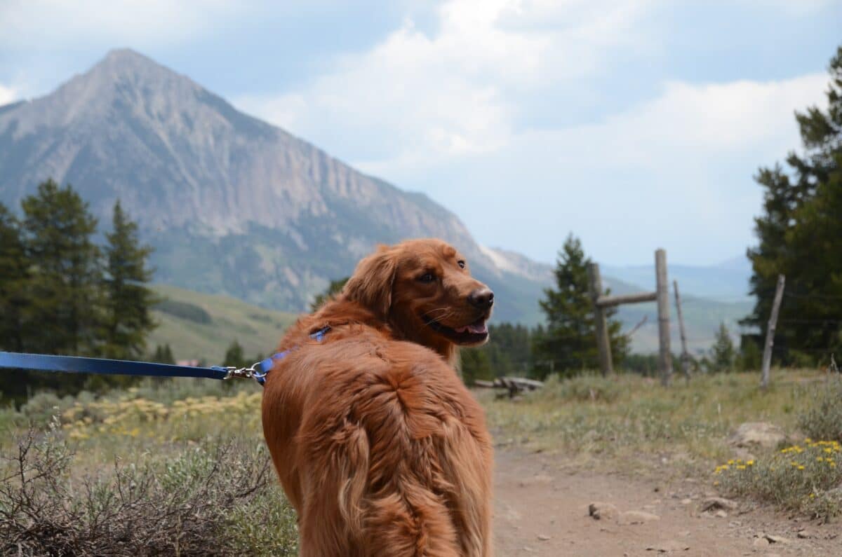golden retriever hiking beautiful mountain