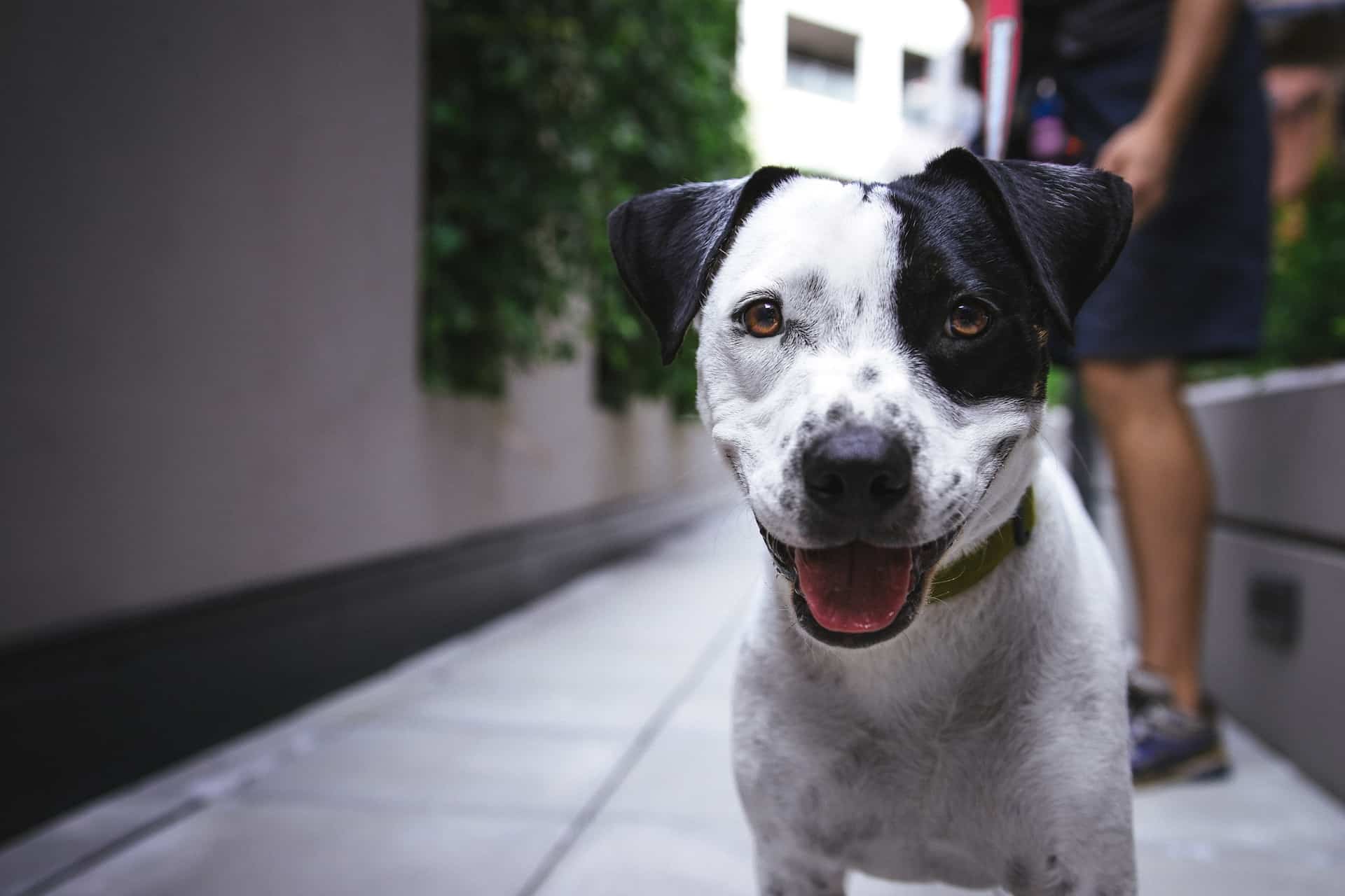 happy black and white dog smiling