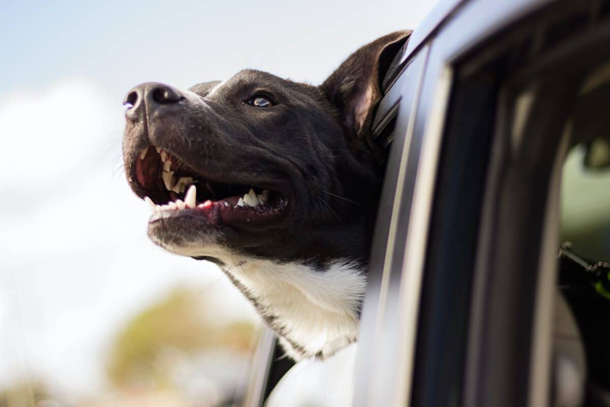 happy dog traveling in a car
