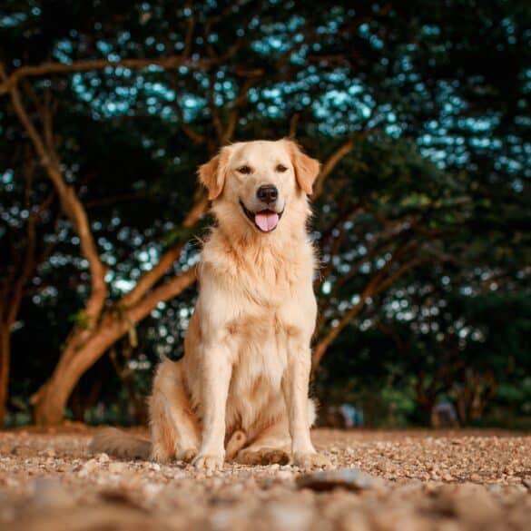 Golden Retriever