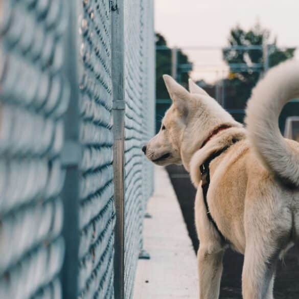 cute white dog in front of gate