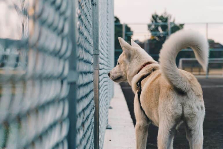 cute white dog in front of gate