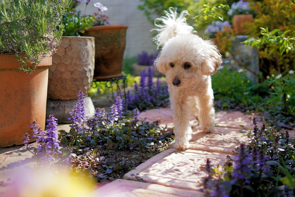 white curly dog walking through a garden with clay pots.