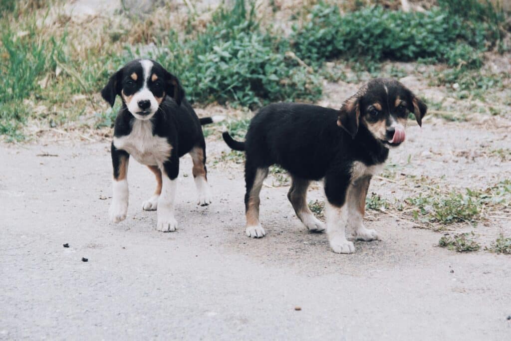 two puppies playing outside